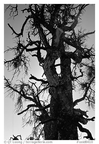 Backlit tree skeleton. Craters of the Moon National Monument and Preserve, Idaho, USA (black and white)