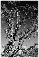 Dead tree, Craters of the Moon National Monument. Idaho, USA ( black and white)