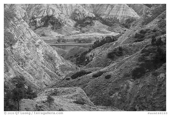 Badlands and cottonwoods in autumn foliage. Upper Missouri River Breaks National Monument, Montana, USA (black and white)