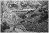Badlands and cottonwoods in autumn foliage. Upper Missouri River Breaks National Monument, Montana, USA ( black and white)