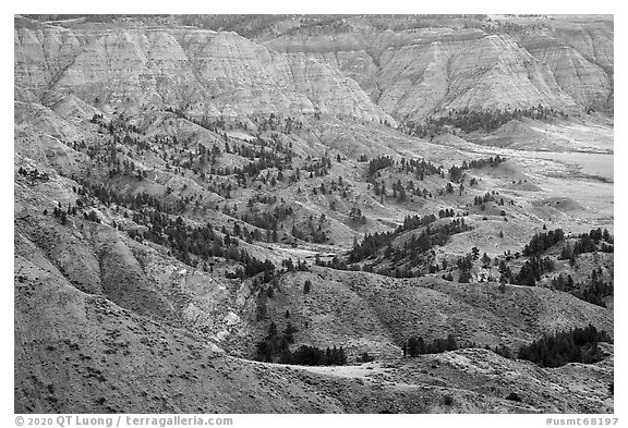 Conifers and badlands. Upper Missouri River Breaks National Monument, Montana, USA (black and white)