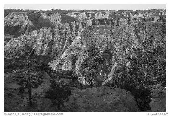 Pine trees and ridges of badlands. Upper Missouri River Breaks National Monument, Montana, USA (black and white)