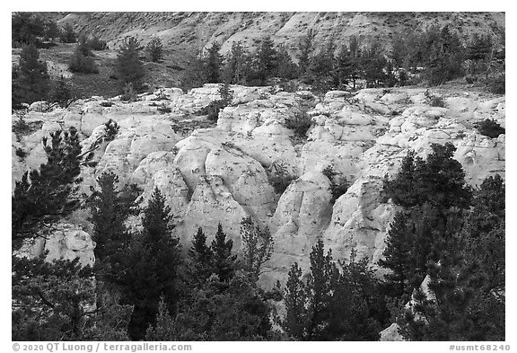 Sandstone pinnacles and pine trees. Upper Missouri River Breaks National Monument, Montana, USA (black and white)