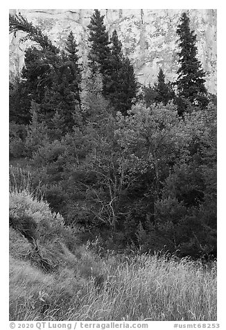 Vegetation in autumn at the base of cliff, Neat Coulee. Upper Missouri River Breaks National Monument, Montana, USA (black and white)