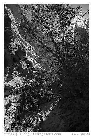 Tree in Neat Coulee slot canyon. Upper Missouri River Breaks National Monument, Montana, USA (black and white)