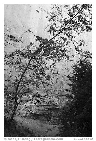 Tree and sandstone walls, Neat Coulee. Upper Missouri River Breaks National Monument, Montana, USA (black and white)