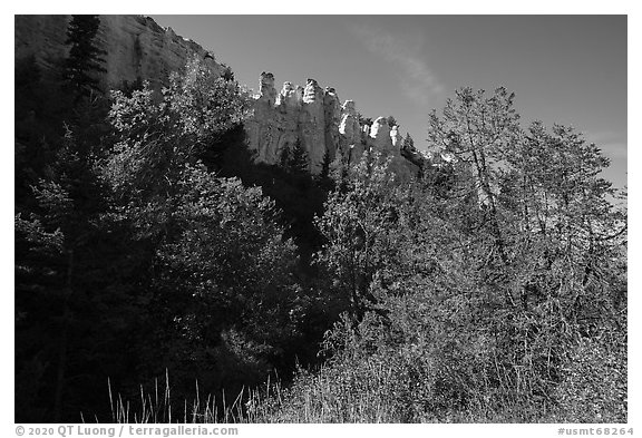 Trees in autumn foliage below sandstone pinnacles. Upper Missouri River Breaks National Monument, Montana, USA (black and white)