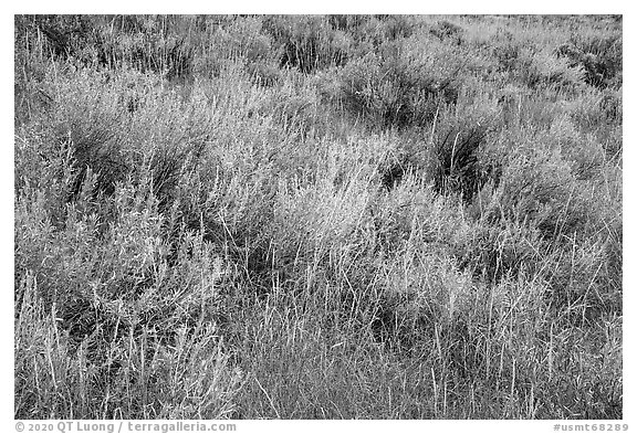 Close up of grasses and shrubs. Upper Missouri River Breaks National Monument, Montana, USA (black and white)