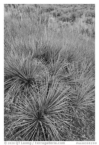 Close up of succulent plant and grasses. Upper Missouri River Breaks National Monument, Montana, USA (black and white)