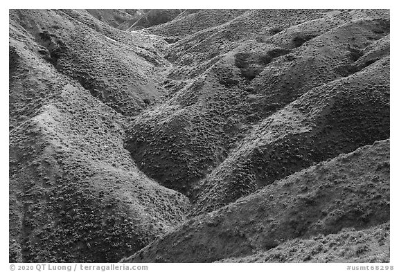 Creek carving hills upstream of Valley of the Walls. Upper Missouri River Breaks National Monument, Montana, USA (black and white)