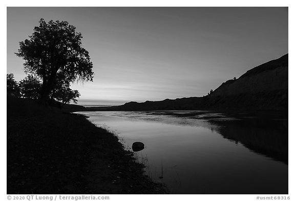 Cottonwood tree and cliffs at sunrise. Upper Missouri River Breaks National Monument, Montana, USA (black and white)