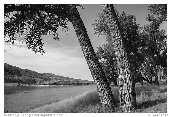 Mature cottonwood trees. Upper Missouri River Breaks National Monument, Montana, USA (black and white)