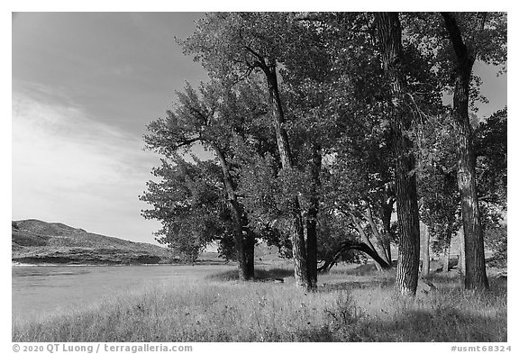 Grove of cottonwood trees in autumn. Upper Missouri River Breaks National Monument, Montana, USA (black and white)