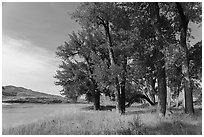Grove of cottonwood trees in autumn. Upper Missouri River Breaks National Monument, Montana, USA ( black and white)