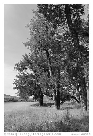 Grasses and cottonwood trees in the fall. Upper Missouri River Breaks National Monument, Montana, USA (black and white)