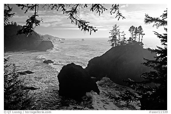 Coastline and trees, late afternoon, Samuel Boardman State Park. Oregon, USA