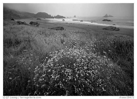 Flowers, grasses, and off-shore rocks in the fog. Oregon, USA