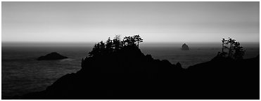 Sunset seascape beyond ridge of trees. Oregon, USA (Panoramic black and white)