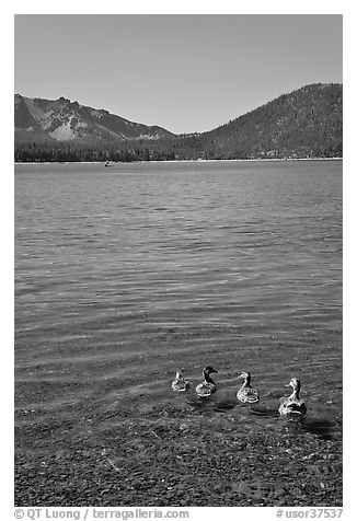 Ducks on shore of East Lake. Newberry Volcanic National Monument, Oregon, USA