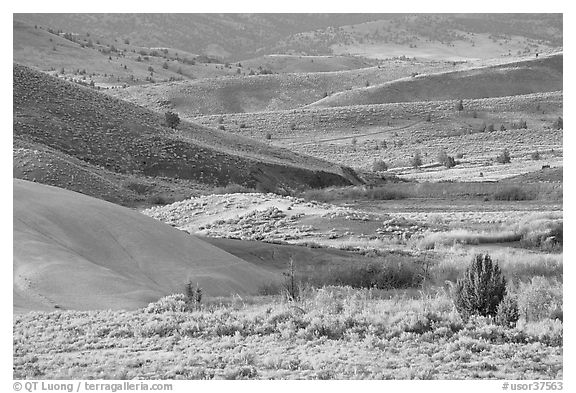 Sagebrush and ash hills. John Day Fossils Bed National Monument, Oregon, USA (black and white)