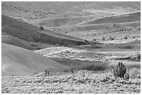 Sagebrush and ash hills. John Day Fossils Bed National Monument, Oregon, USA ( black and white)