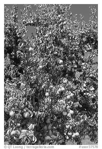 Pear tree covered with fruits. Oregon, USA (black and white)