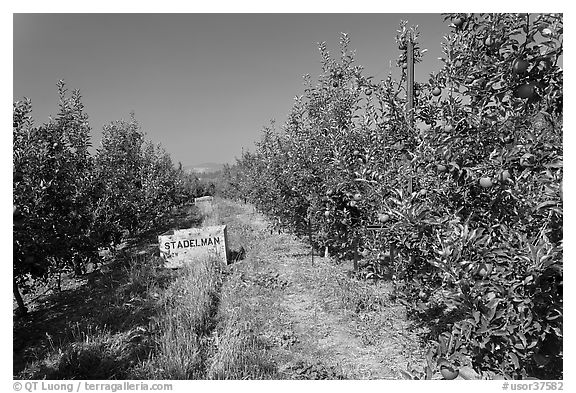 orchard clipart black and white