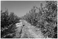 Row of trees in apple orchard. Oregon, USA ( black and white)