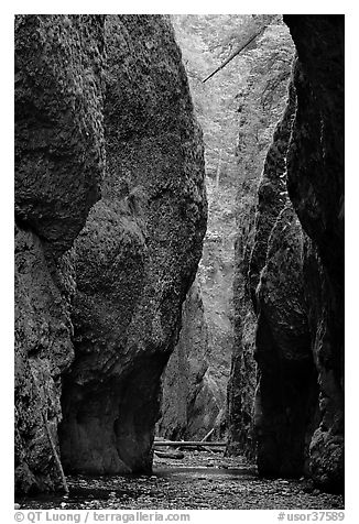 Narrow canyon, Oneonta Gorge. Columbia River Gorge, Oregon, USA (black and white)