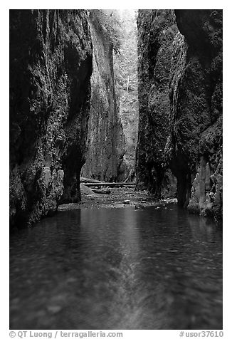 Stream and slot-like canyon walls, Oneonta Gorge. Columbia River Gorge, Oregon, USA (black and white)