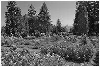 Rose Garden and city high rise. Portland, Oregon, USA (black and white)