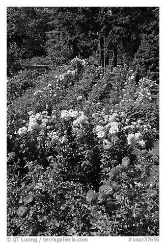 Portland Rose Garden. Portland, Oregon, USA (black and white)