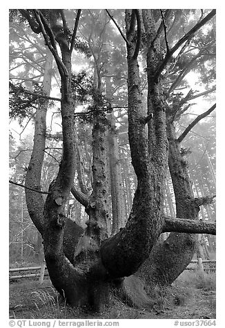 Chandelier tree, Cap Meares. Oregon, USA (black and white)