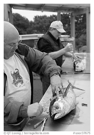 Men cleaning just caught fish. Newport, Oregon, USA