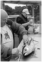 Men cleaning just caught fish. Newport, Oregon, USA (black and white)