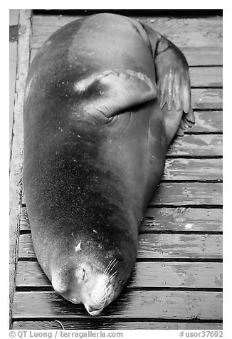 Sea Lion on deck. Newport, Oregon, USA