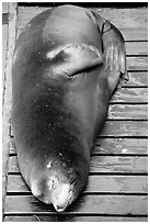 Sea Lion on deck. Newport, Oregon, USA (black and white)