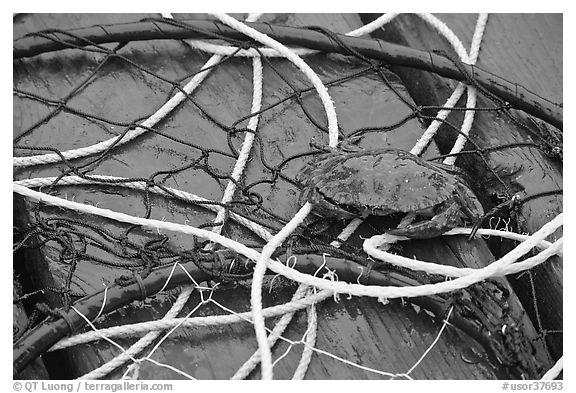 Crab crawling on ropes and nets. Newport, Oregon, USA