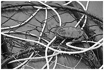 Crab crawling on ropes and nets. Newport, Oregon, USA (black and white)