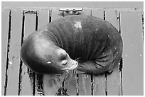 Sea Lion sleeping on pier. Newport, Oregon, USA (black and white)