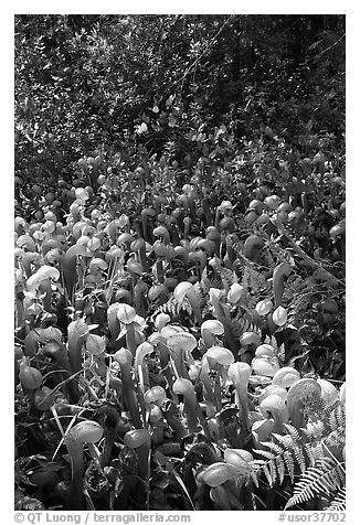 Patch of Californica Darlingtonia carnivorous plants. Oregon, USA (black and white)