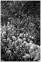 Patch of Californica Darlingtonia carnivorous plants. Oregon, USA (black and white)