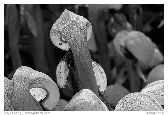 Close up of pitcher plants (Californica Darlingtonia). Oregon, USA (black and white)