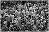 Dense patch of pitcher plants (Californica Darlingtonia). Oregon, USA (black and white)