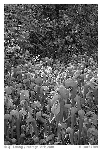 Dense patch of cobra orchids carnivorous plants  (Californica Darlingtonia). Oregon, USA (black and white)