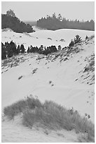 Grasses, trees, and dunes, Oregon Dunes National Recreation Area. Oregon, USA (black and white)