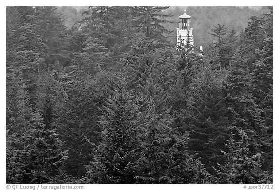 Spruce-Hemlock forest and Umpqua River Lighthouse. Oregon, USA