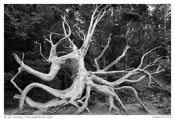 Uprooted tree skeleton, Shore Acres. Oregon, USA