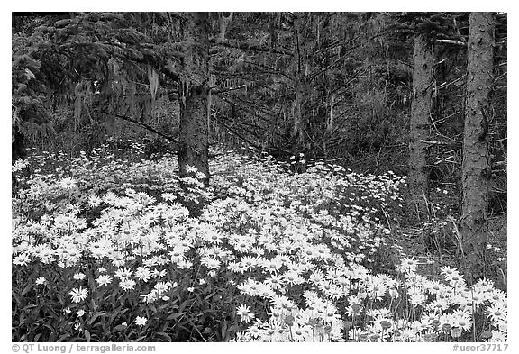 Daisies in dark forest, Shore Acres. Oregon, USA