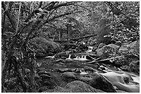 Watson Creek. Oregon, USA (black and white)